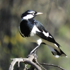 Grallina cyanoleuca (Magpie-lark) at Tuggeranong DC, ACT - 8 Sep 2021 by MatthewFrawley