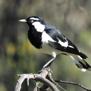 Grallina cyanoleuca at Tuggeranong DC, ACT - 8 Sep 2021