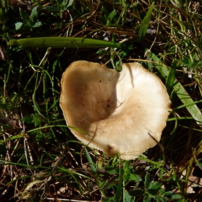 Unverified Cap on a stem; gills below cap [mushrooms or mushroom-like] at  - suppressed by Paul4K