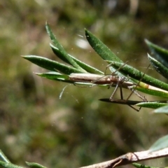 Tetragnathidae (family) (Long-jawed orb weavers) at Borough, NSW - 10 Sep 2021 by Paul4K