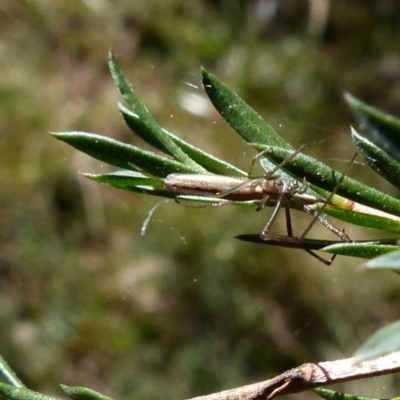 Tetragnathidae (family) (Long-jawed orb weavers) at Borough, NSW - 10 Sep 2021 by Paul4K