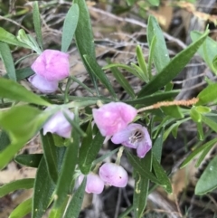 Unverified Other Shrub at Evans Head, NSW - 11 Sep 2021 by AliClaw