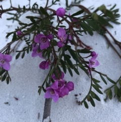 Boronia sp. (A Boronia) at Evans Head, NSW - 11 Sep 2021 by AliClaw