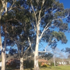 Eucalyptus globulus subsp. maidenii (Maiden's Gum, Blue Gum) at Ainslie, ACT - 11 Sep 2021 by danswell