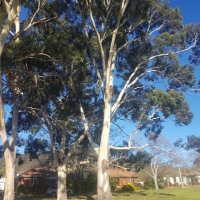 Eucalyptus maidenii (Maiden's Gum, Blue Gum) at Ainslie, ACT - 11 Sep 2021 by danswell