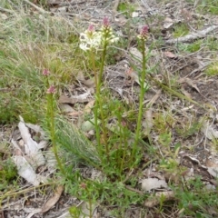 Stackhousia monogyna (Creamy Candles) at Boro, NSW - 10 Sep 2021 by Paul4K