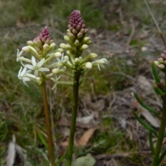 Stackhousia monogyna at Boro, NSW - 10 Sep 2021