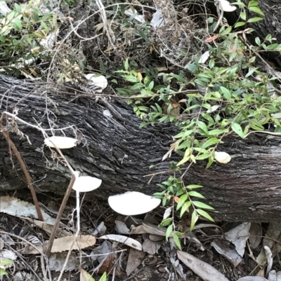 Unidentified Fungus at Evans Head, NSW - 11 Sep 2021 by AliClaw