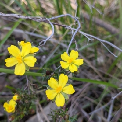 Hibbertia riparia (Erect Guinea-flower) at West Albury, NSW - 11 Sep 2021 by Darcy