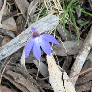 Cyanicula caerulea at Bruce, ACT - 11 Sep 2021