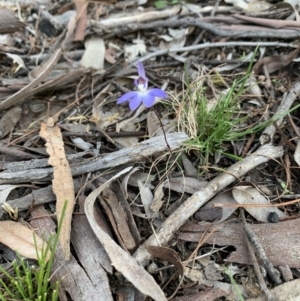 Cyanicula caerulea at Bruce, ACT - 11 Sep 2021