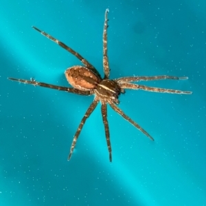 Dolomedes sp. (genus) at Murrumbateman, NSW - 11 Sep 2021