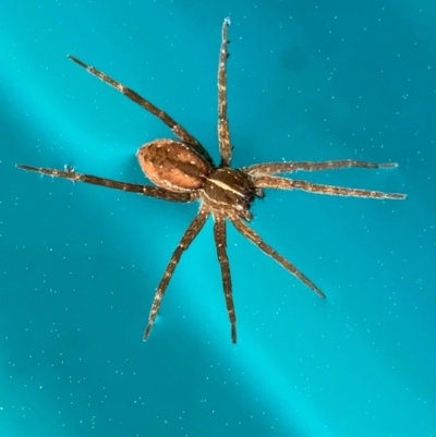 Dolomedes sp. (genus) (Fishing spider) at Murrumbateman, NSW - 11 Sep 2021 by SimoneC