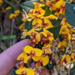 Platylobium formosum (Handsome Flat Pea) at West Albury, NSW - 11 Sep 2021 by Darcy