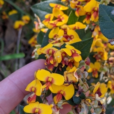 Platylobium formosum (Handsome Flat Pea) at West Albury, NSW - 11 Sep 2021 by Darcy