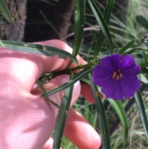 Solanum linearifolium at Downer, ACT - 10 Sep 2021