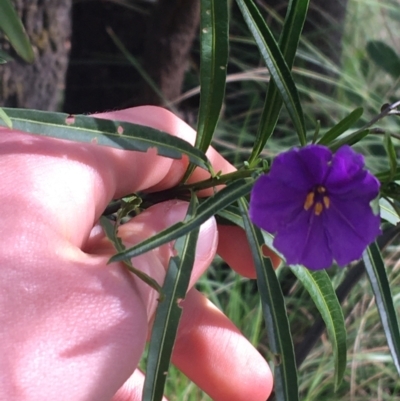 Solanum linearifolium (Kangaroo Apple) at Downer, ACT - 10 Sep 2021 by Ned_Johnston