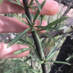 Solanum linearifolium at Downer, ACT - 10 Sep 2021