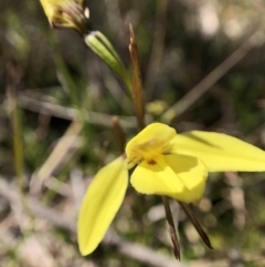 Diuris chryseopsis (Golden Moth) at Throsby, ACT - 11 Sep 2021 by JasonC