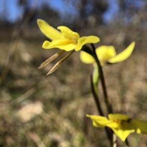 Diuris chryseopsis at Throsby, ACT - 11 Sep 2021