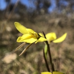 Diuris chryseopsis at Throsby, ACT - 11 Sep 2021