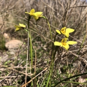 Diuris chryseopsis at Throsby, ACT - suppressed