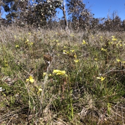 Diuris chryseopsis (Golden Moth) at Throsby, ACT - 11 Sep 2021 by JasonC