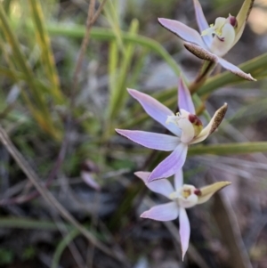 Caladenia fuscata at Throsby, ACT - 11 Sep 2021