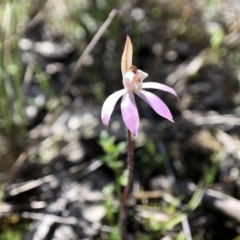 Caladenia fuscata at Throsby, ACT - 11 Sep 2021