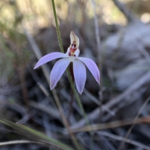 Caladenia fuscata at Throsby, ACT - 11 Sep 2021