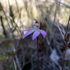 Caladenia fuscata at Throsby, ACT - 11 Sep 2021