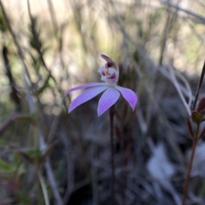 Caladenia fuscata at Throsby, ACT - 11 Sep 2021