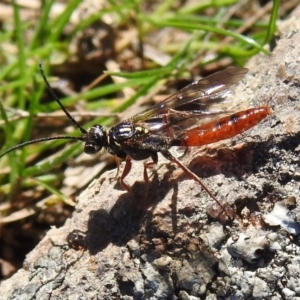 Tiphiidae (family) at Tuggeranong DC, ACT - 11 Sep 2021