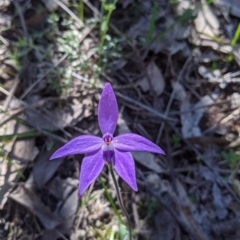 Glossodia major (Wax Lip Orchid) at West Albury, NSW - 11 Sep 2021 by Darcy