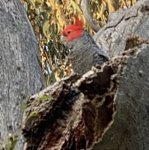 Callocephalon fimbriatum at Hughes, ACT - 10 Sep 2021