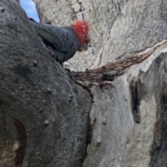 Callocephalon fimbriatum at Hughes, ACT - suppressed