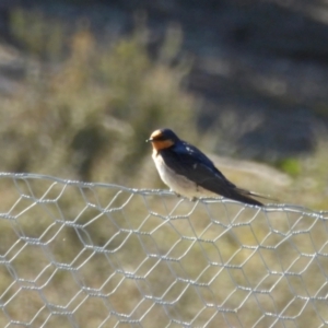 Hirundo neoxena at Yass River, NSW - 8 Sep 2021