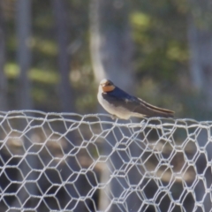 Hirundo neoxena at Yass River, NSW - 8 Sep 2021