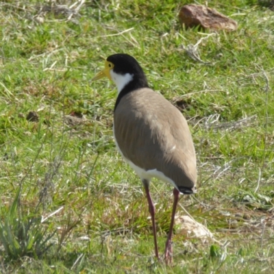 Vanellus miles (Masked Lapwing) at Yass River, NSW - 3 Sep 2021 by SenexRugosus