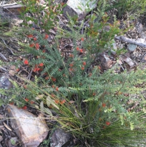 Grevillea alpina at Downer, ACT - 10 Sep 2021