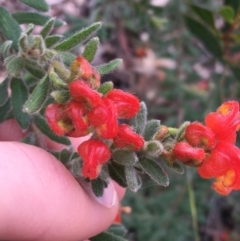 Grevillea alpina at Downer, ACT - 10 Sep 2021