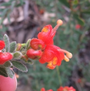 Grevillea alpina at Downer, ACT - 10 Sep 2021