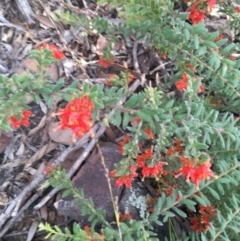 Grevillea alpina at Downer, ACT - 10 Sep 2021