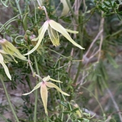 Clematis leptophylla (Small-leaf Clematis, Old Man's Beard) at Flea Bog Flat, Bruce - 11 Sep 2021 by JVR