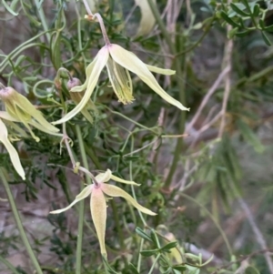 Clematis leptophylla at Bruce, ACT - 11 Sep 2021 05:33 PM