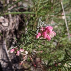 Grevillea lanigera (Woolly Grevillea) at West Albury, NSW - 11 Sep 2021 by Darcy