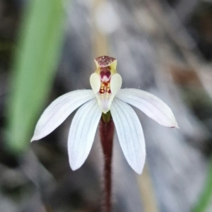 Caladenia fuscata at Denman Prospect, ACT - 11 Sep 2021