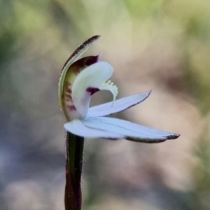 Caladenia fuscata at Denman Prospect, ACT - 11 Sep 2021