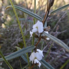 Hovea heterophylla (Common Hovea) at Yass River, NSW - 8 Sep 2021 by SenexRugosus