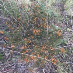 Dillwynia phylicoides (A Parrot-pea) at Downer, ACT - 10 Sep 2021 by Ned_Johnston